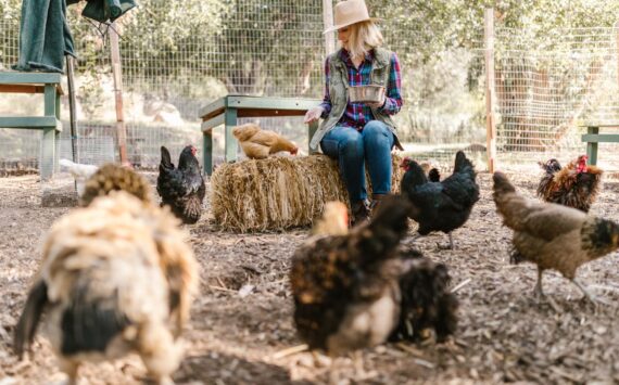 The Ultimate Guide to Starting Your Own Backyard Chicken Farm