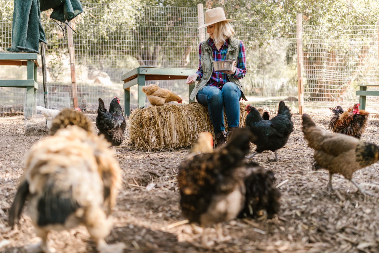 The Ultimate Guide to Starting Your Own Backyard Chicken Farm